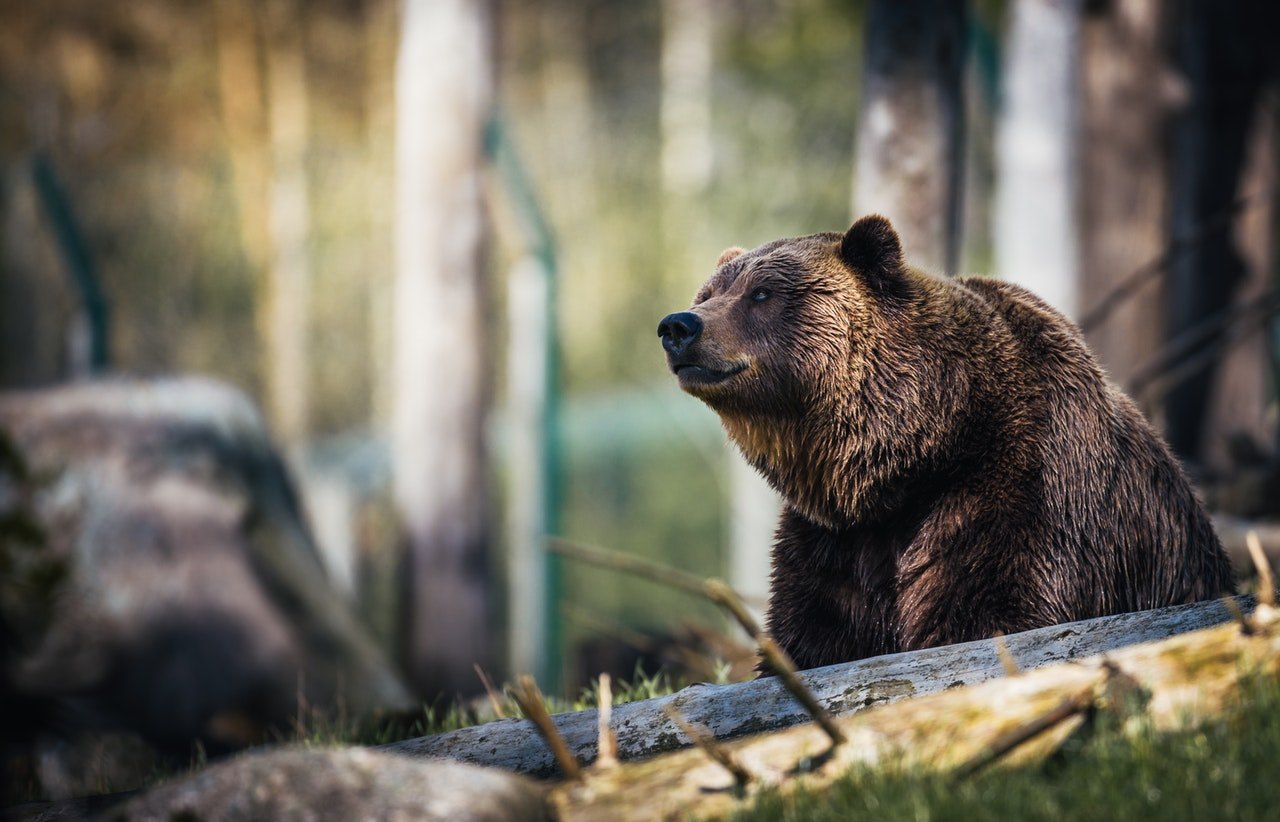 Brown Bear